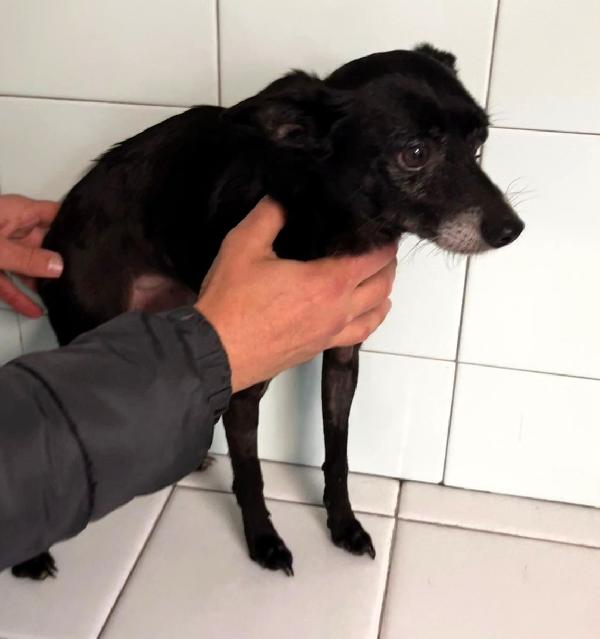 TITO PINSCHER Foto 2